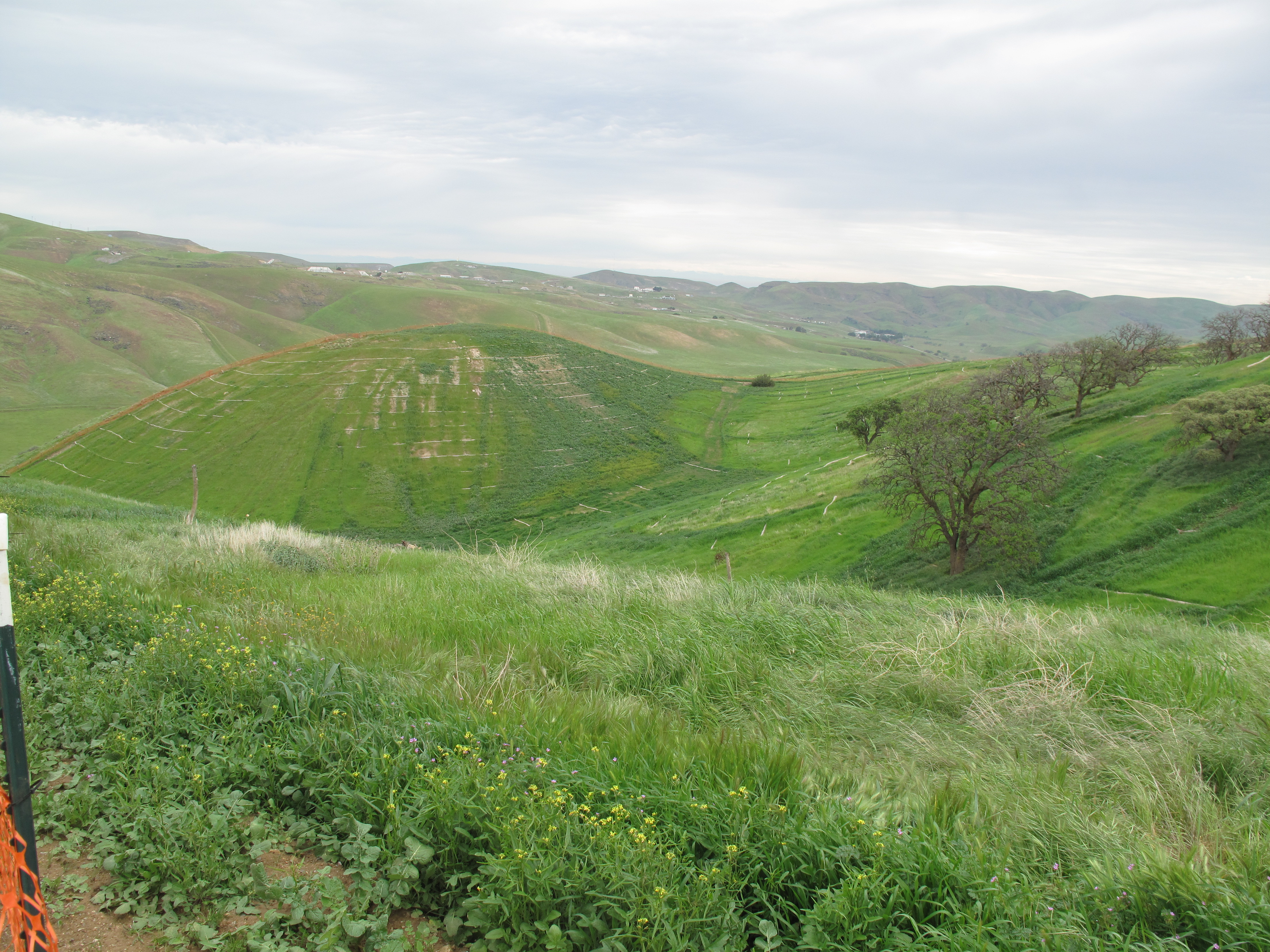 Harrison Hill with vegetation